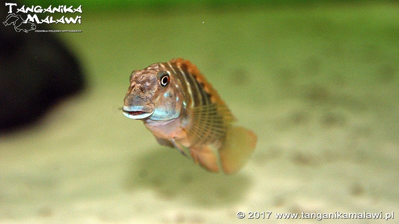 Eretmodus marksmithi 'Mzungu Beach'